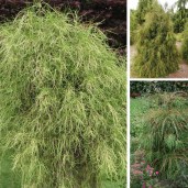 tuja-vakarine-thuja-occidentalis-filiformis- (2)